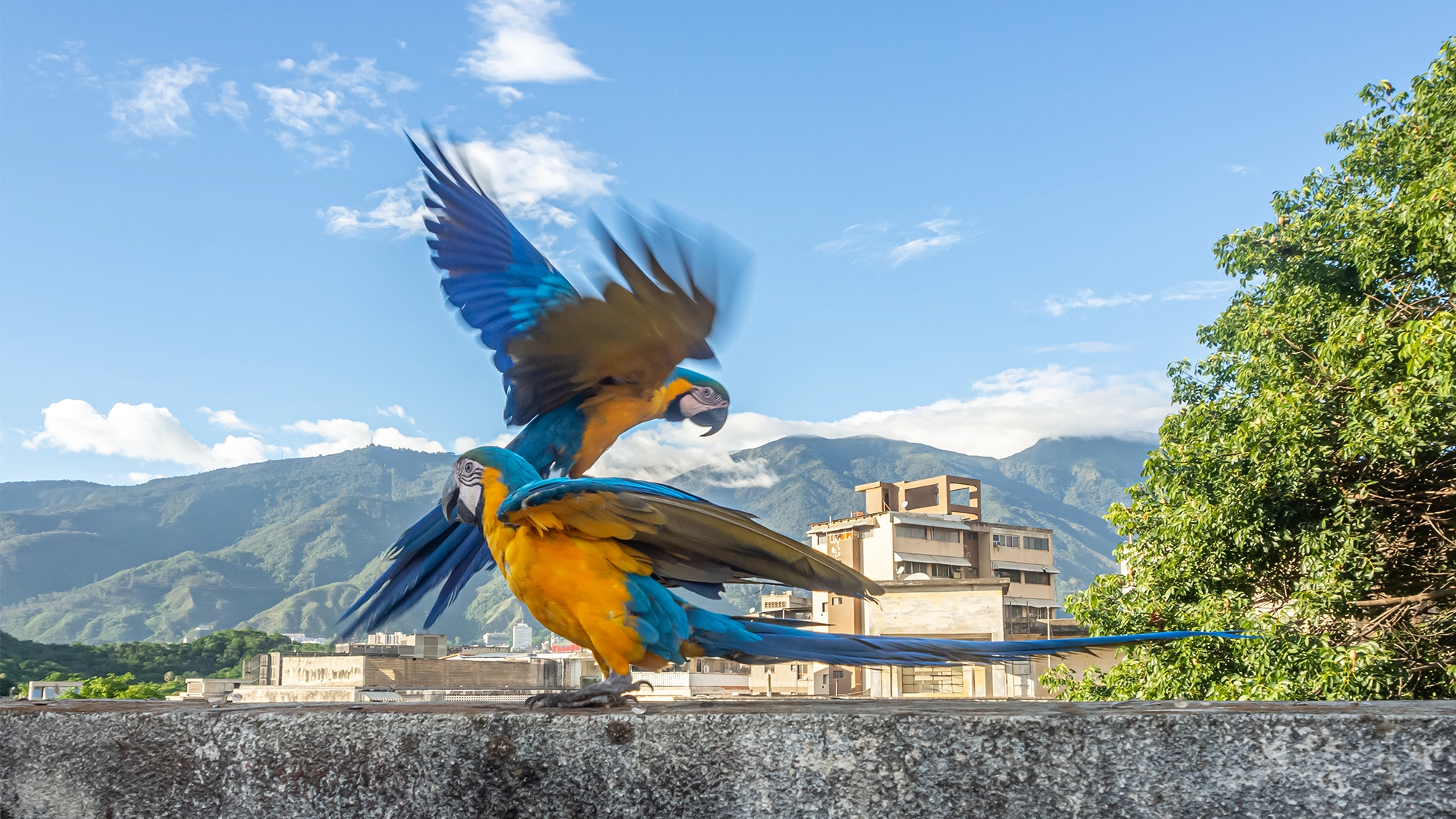 Two vibrant blue and yellow macaws interact on a concrete ledge, wings spread wide. Their lively voices echo as city buildings, mountains, trees, and a blue sky with scattered clouds form the backdrop, evoking the energy of New York.